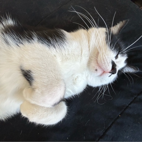 Meet your Posher, Rheana - Picture 2 of 4